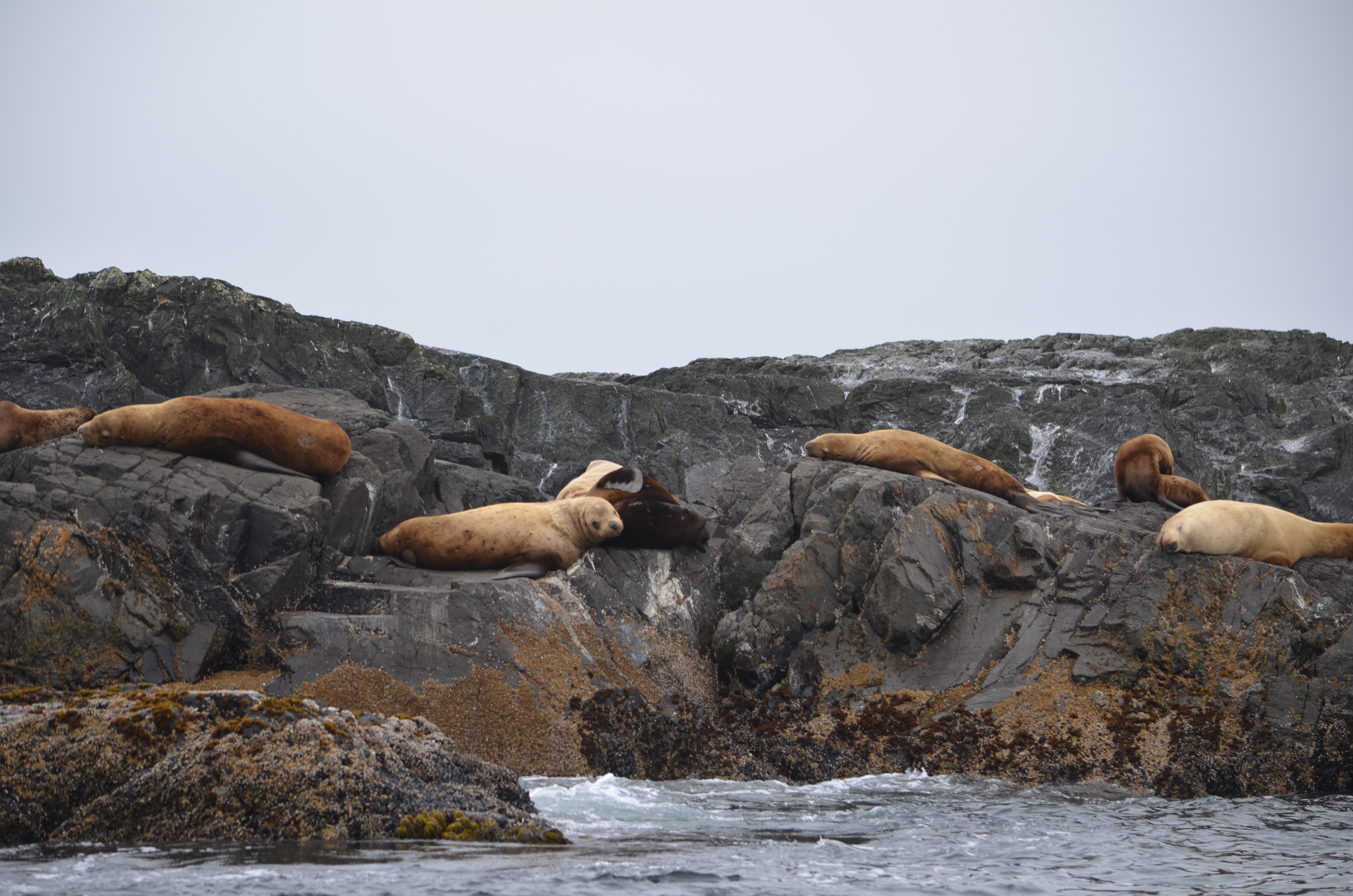 photos/wildlife/Mammal_Species/Steller Sea Lion/DSC_0344.JPG